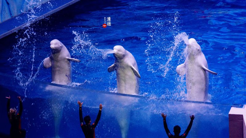 长隆亲子两大两小旅游攻略,珠海长隆横琴湾酒店亲子攻略