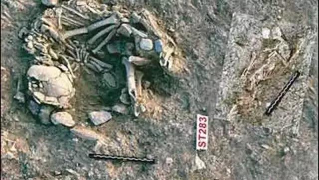 铲屎官你不得不知道的猫主子历史,为什么说猫是铲屎官的祖先