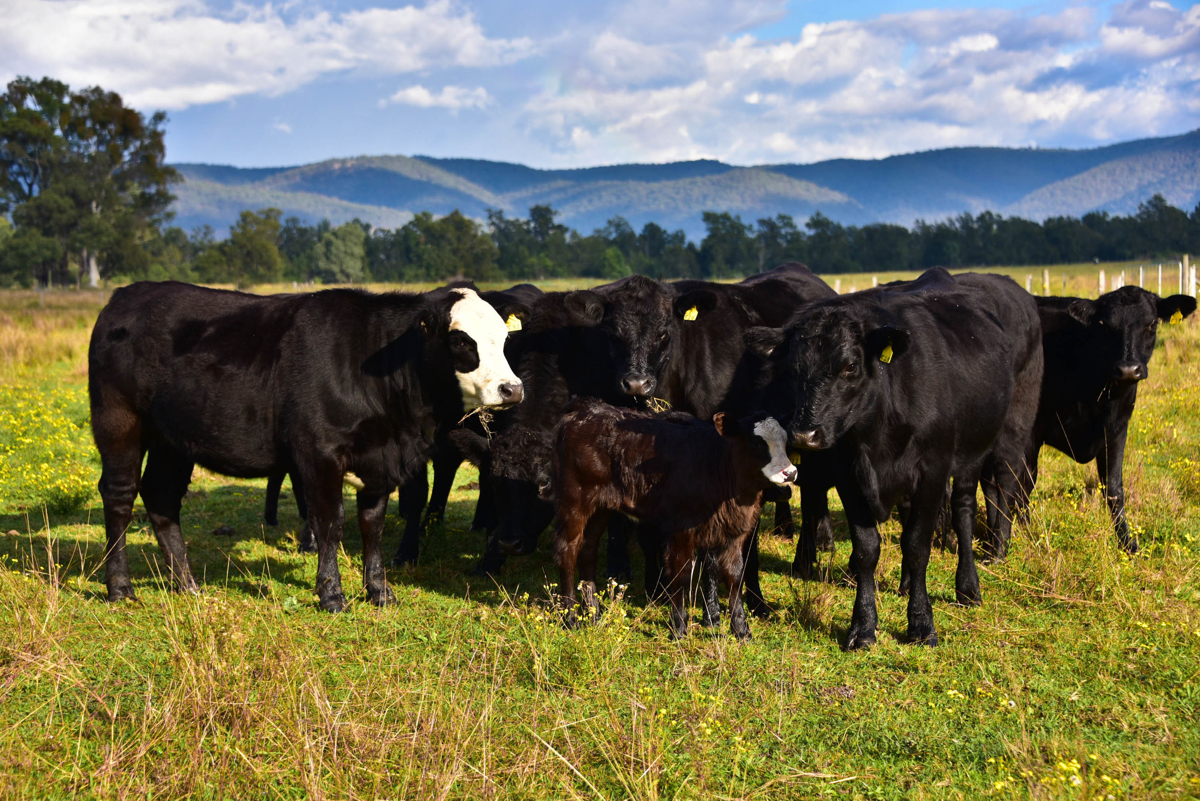 在猎人谷邂逅美酒和热气球