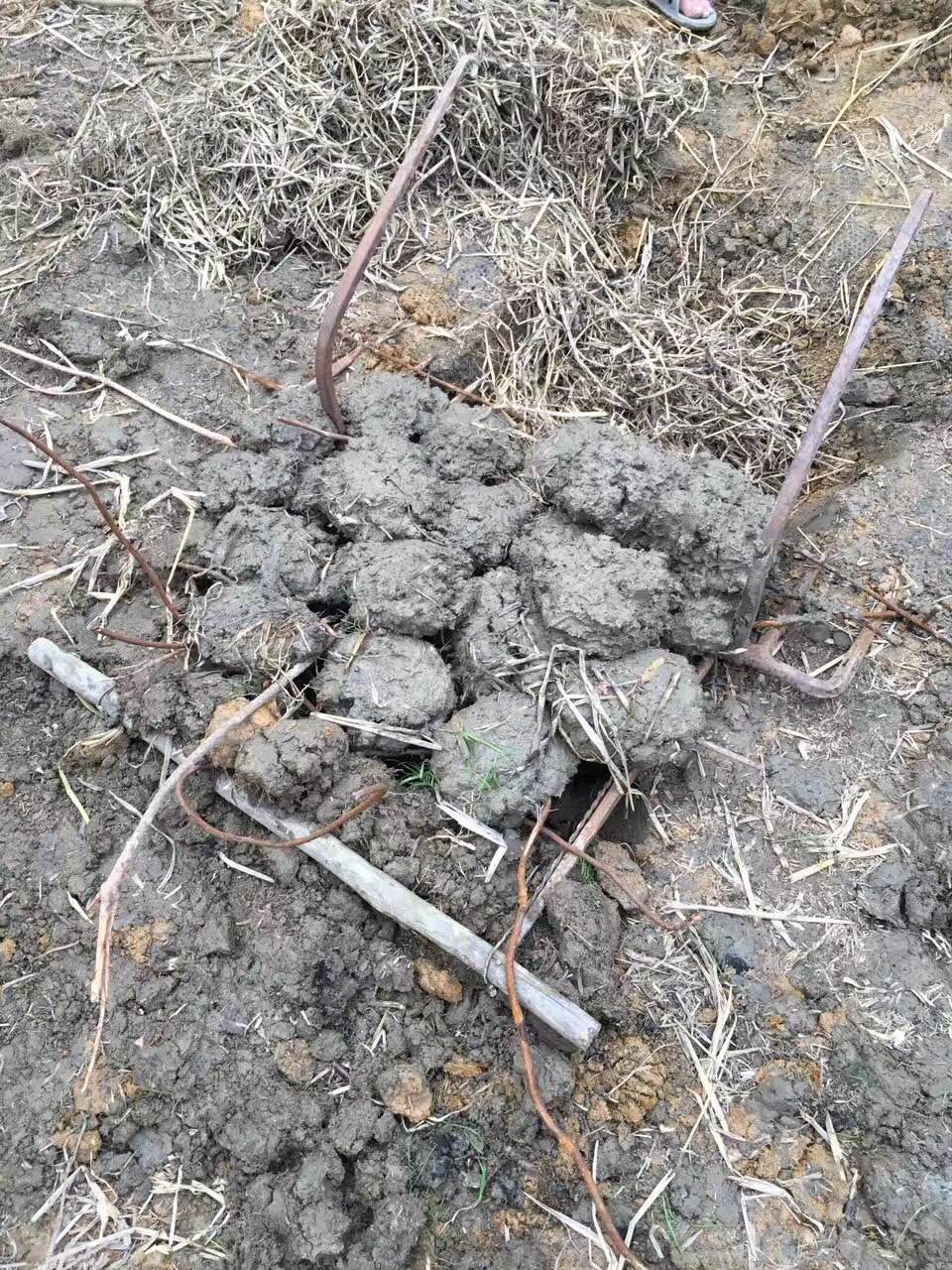 乌鲁木齐黄泥巴烤鸡,黄泥巴烤鸡的正宗做法