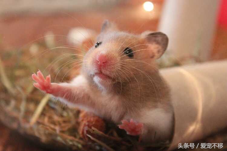 可爱萌哒哒的小仓鼠,萌哒哒的可爱的小仓鼠