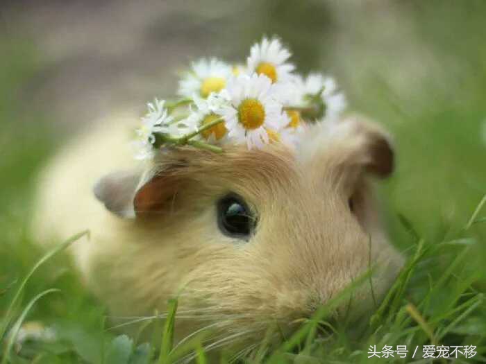 可爱萌哒哒的小仓鼠,萌哒哒的可爱的小仓鼠