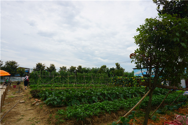 成都柴火鸡烤全羊江湖菜,岳塘区湘江小院烤全羊