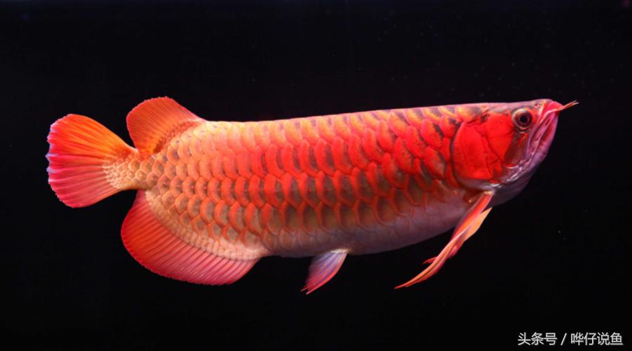 龙鱼跟锦鲤一起养多长时间换水,锦鲤鱼和水龙鱼哪个好养活一些