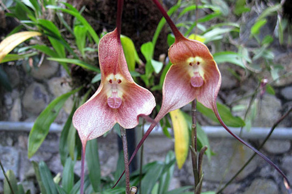 罕见又难养的兰花,最适合养的奇花兰花