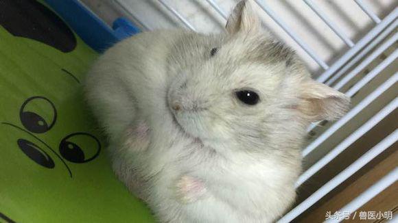 仓鼠看起来没精打采给它吃什么好,仓鼠看对眼有什么表现