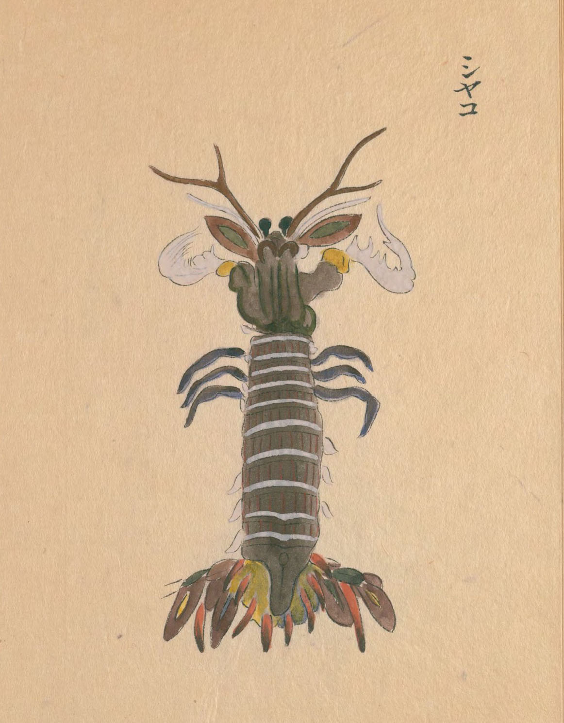 皮皮虾最经典最核心的是什么,皮皮虾最经典核心的部分