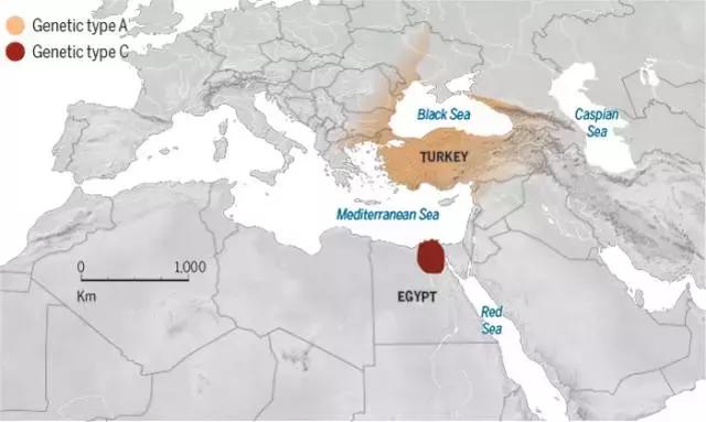 铲屎官你不得不知道的猫主子历史,为什么说猫是铲屎官的祖先