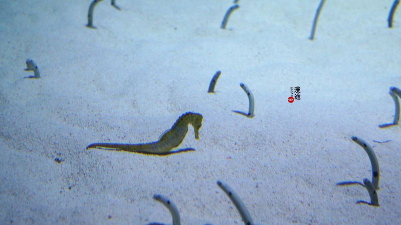 长隆亲子两大两小旅游攻略,珠海长隆横琴湾酒店亲子攻略