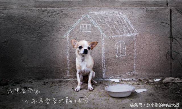 如果你心爱的狗狗丢了怎么办,最爱的狗狗丢了怎么放下