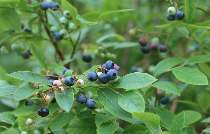 蓝莓有草味是不是坏了,蓝莓有核的是假的吗