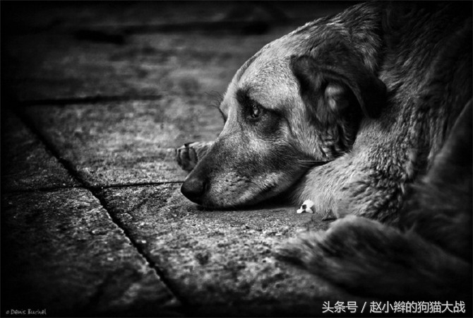 如果你心爱的狗狗丢了怎么办,最爱的狗狗丢了怎么放下