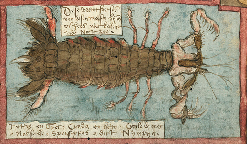 皮皮虾最经典最核心的是什么,皮皮虾最经典核心的部分