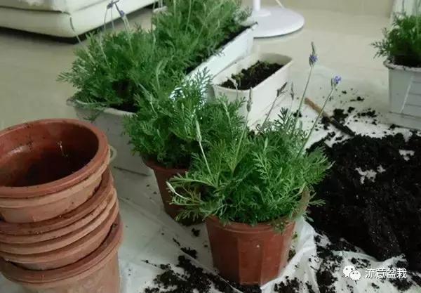 薰衣草可以用盆栽养吗,薰衣草花在家里可以养吗