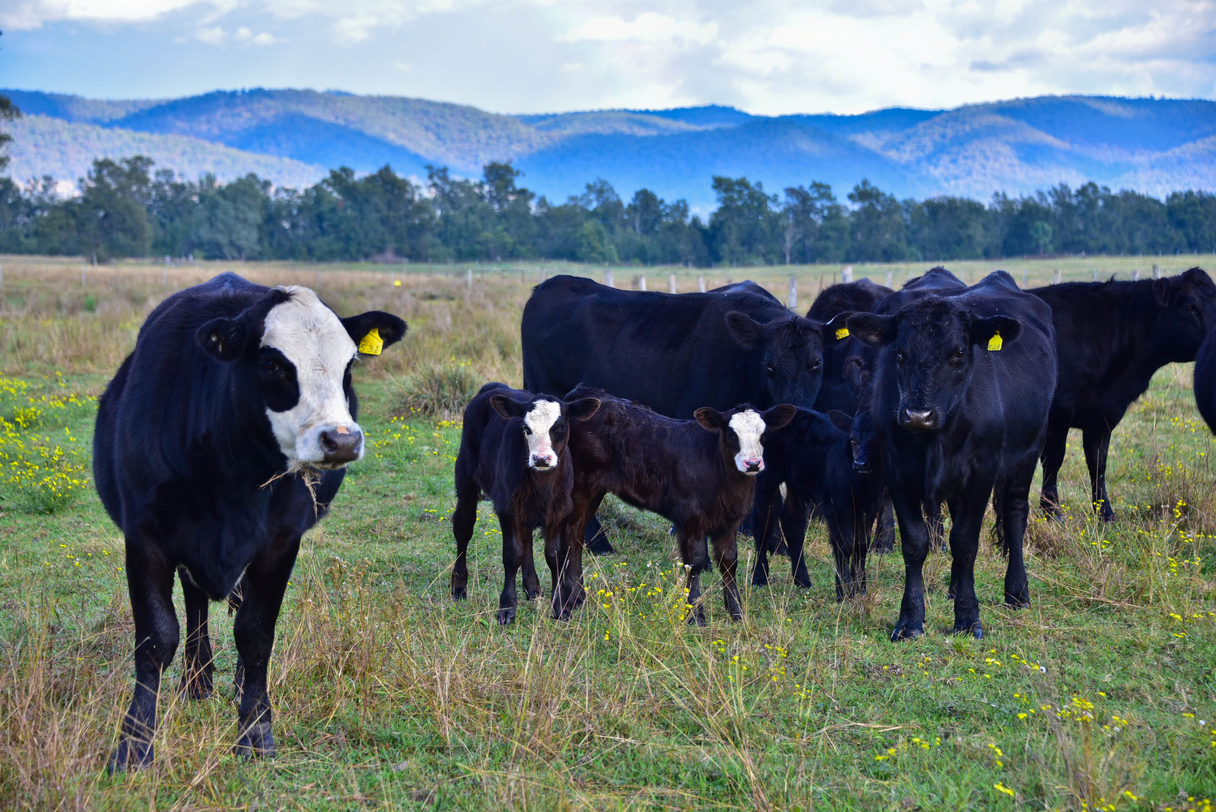 在猎人谷邂逅美酒和热气球