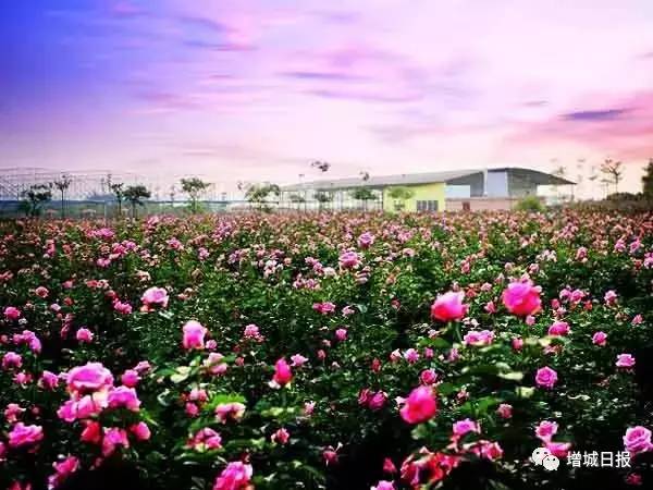 增城免费旅游景点攻略,增城必去十大免费景点小白云山