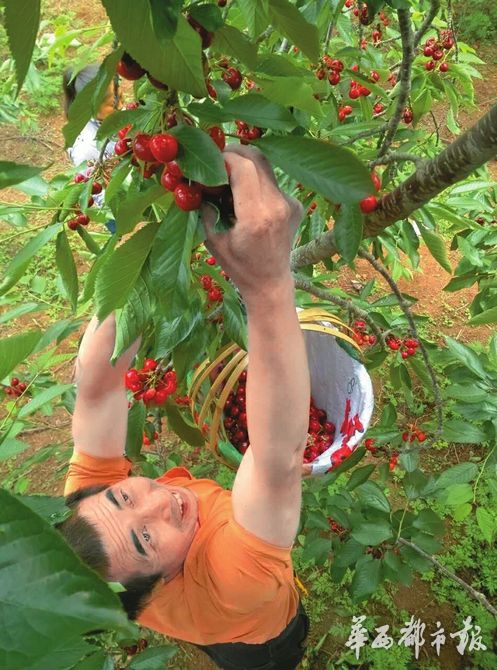 农民资金需求旺互联网金融来帮忙汉源车厘子众筹走向全国