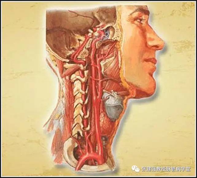 怎么让血管不长斑,消除血管斑的最佳方法