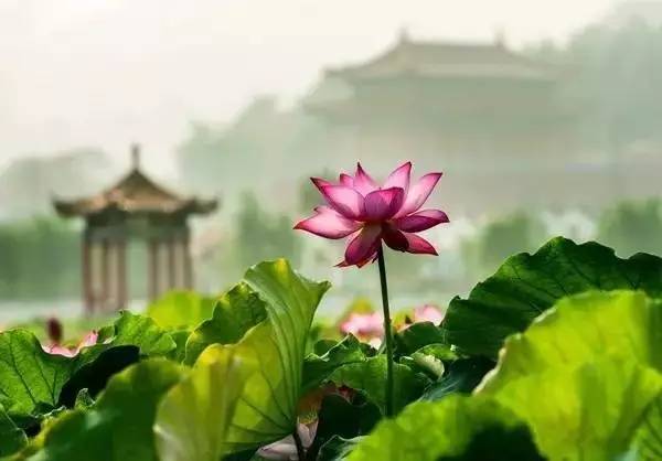 郑州哪的荷花开得比较好,郑州荷花观赏区