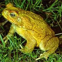 精灵宝可梦在现实中长什么样,精灵宝可梦到底是中国还是日本的