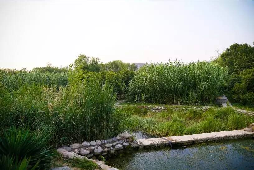 郑州哪的荷花开得比较好,郑州荷花观赏区