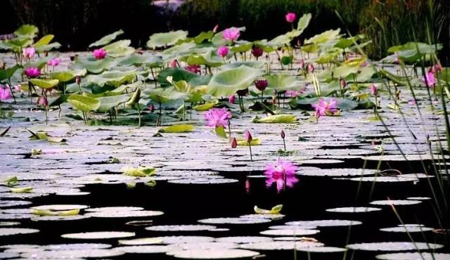 郑州哪的荷花开得比较好,郑州荷花观赏区