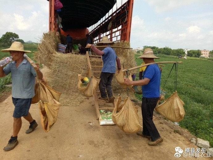 广西横县甜玉米种子,广西横县青桐甜玉米种