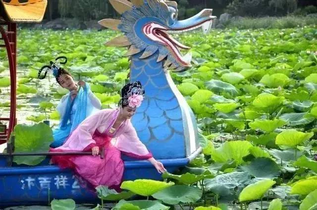 郑州哪的荷花开得比较好,郑州荷花观赏区