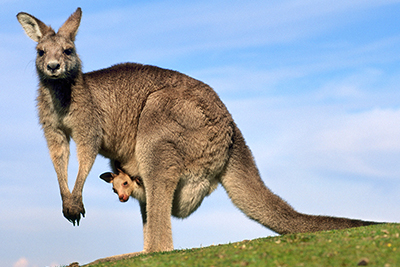 精灵宝可梦在现实中长什么样,精灵宝可梦到底是中国还是日本的