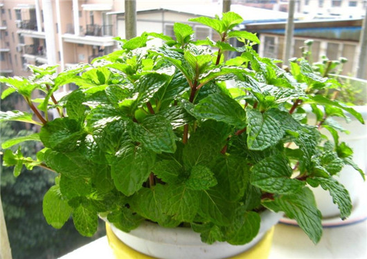 薄荷叶对蚊子有好处吗,干薄荷叶可以驱蚊虫吗