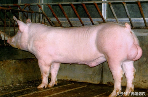 猪人工授精：你真的会查情吗？如何有效的查情？