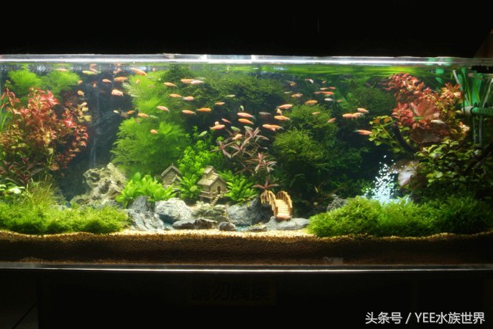鱼缸有哪些麻烦事,鱼缸选对了也很重要