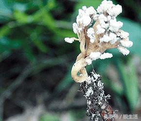 农村土长的冬虫夏草,野菜冬虫夏草有用吗