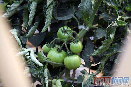 鲅鱼圈小望海生态园,鲅鱼圈望海寨村长