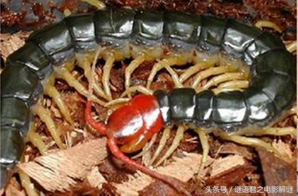 贯串《西游》《封神》《水浒》三部书的蜈蚣精，到底是怎样一个狠角色？（1）