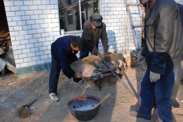 舌尖上的中国最正宗的东北杀猪菜,东北农村怀旧杀猪菜