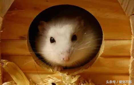 可爱萌哒哒的小仓鼠,萌哒哒的可爱的小仓鼠