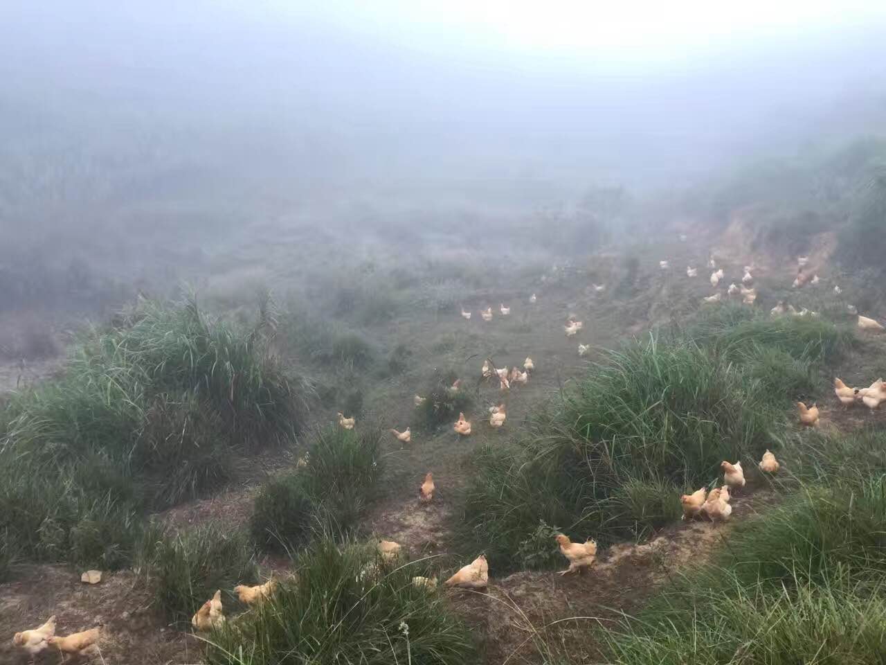 乌鲁木齐黄泥巴烤鸡,黄泥巴烤鸡的正宗做法