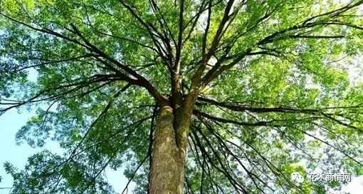 第一花木网苗木行业行情分析,花木价格行情分析