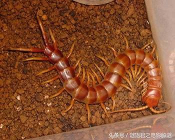 贯串《西游》《封神》《水浒》三部书的蜈蚣精，到底是怎样一个狠角色？（1）