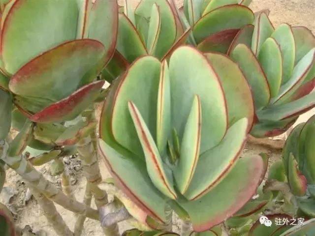 扛过枪、渡过江、下过乡的60岁“中国大妈”如何在花甲之龄闯非洲！｜