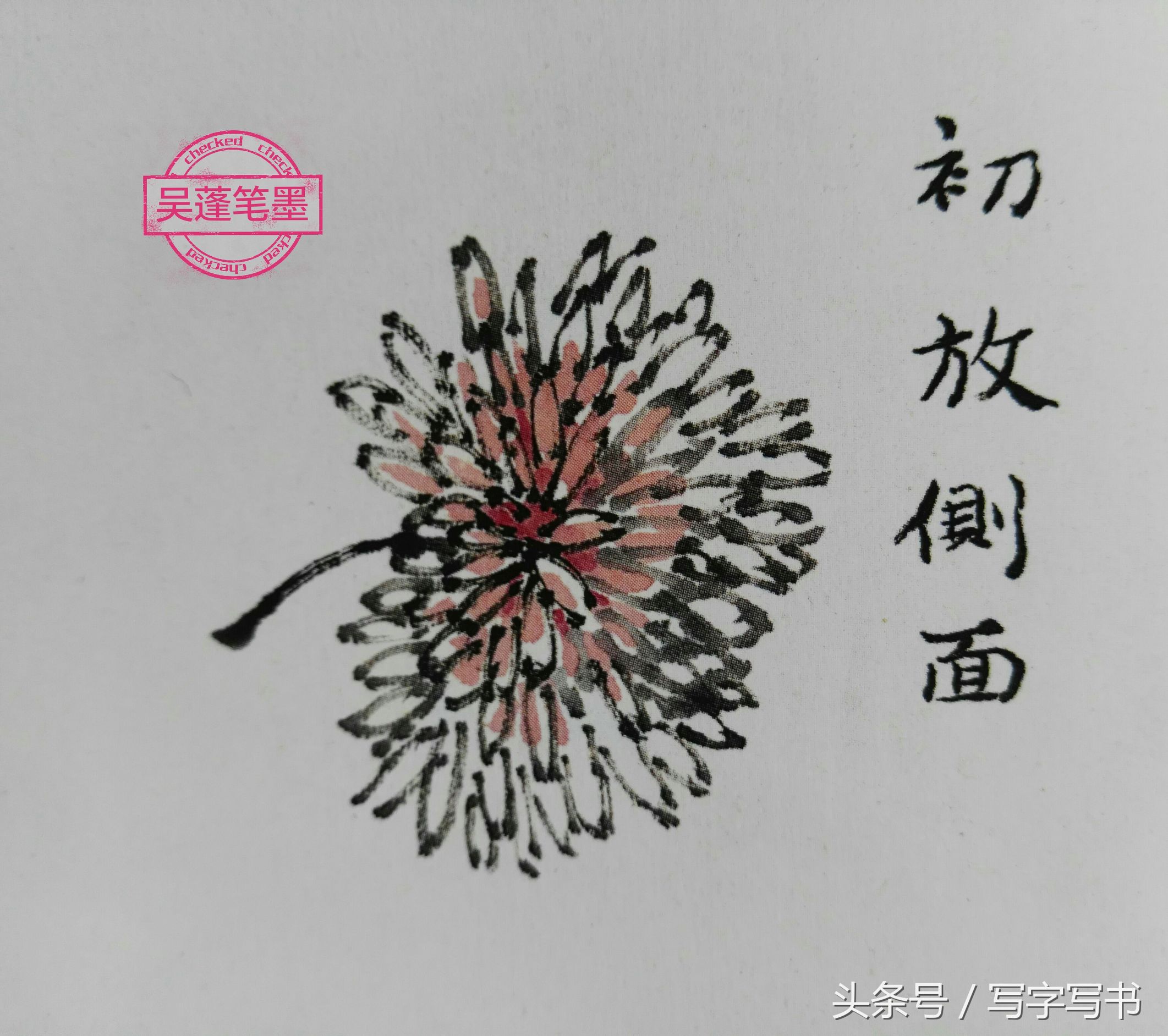 工笔画梅兰竹菊画法大全第一部分,墨牡丹花画法技巧