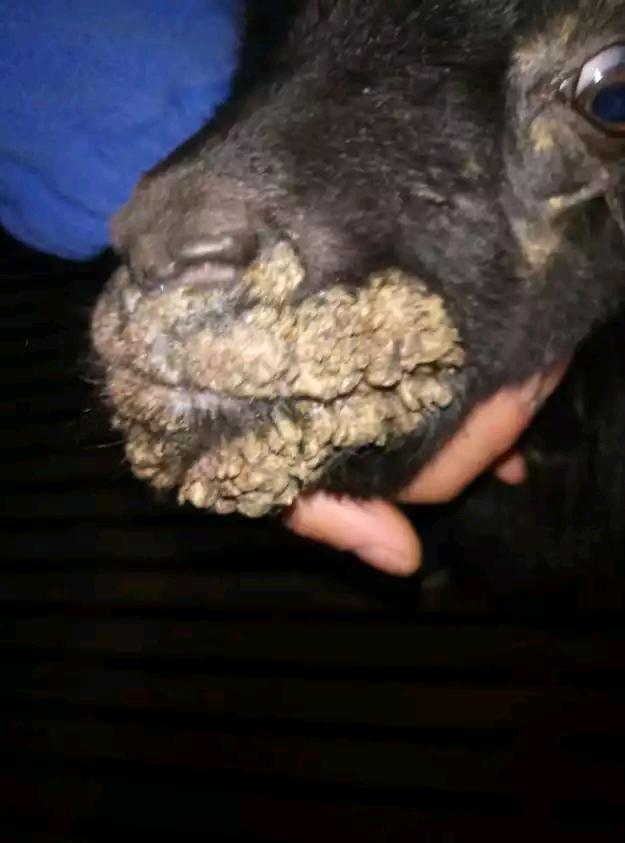 羊嘴巴长羊口疮怎么治,羊得了羊口疮肉可以吃吗