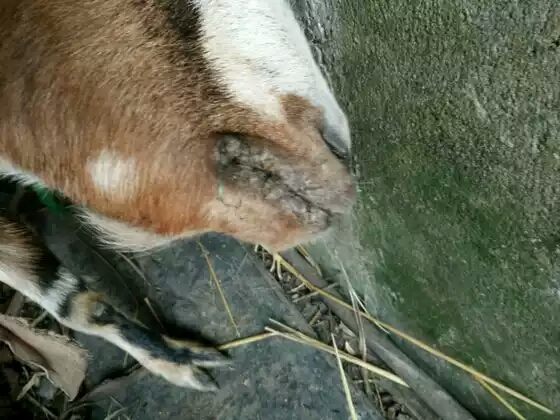 羊嘴巴长羊口疮怎么治,羊得了羊口疮肉可以吃吗