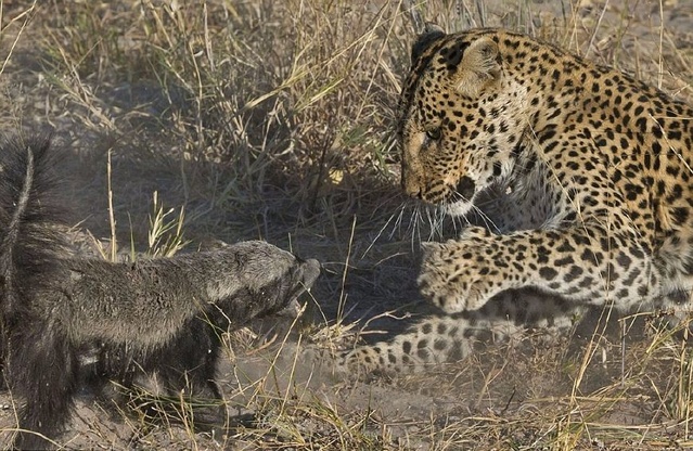 江湖上的平头哥大战纹身豹，个头虽小，不落下风，厉害了我的哥！
