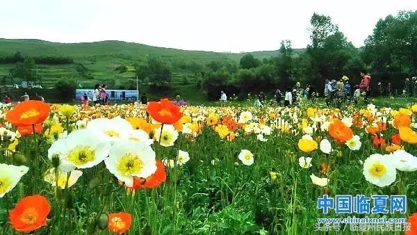 我把河州当“花州”