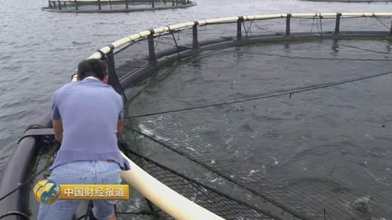 十亩水库养鱼一年收益,一亩鱼塘养鱼的收益