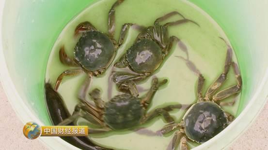 十亩水库养鱼一年收益,一亩鱼塘养鱼的收益