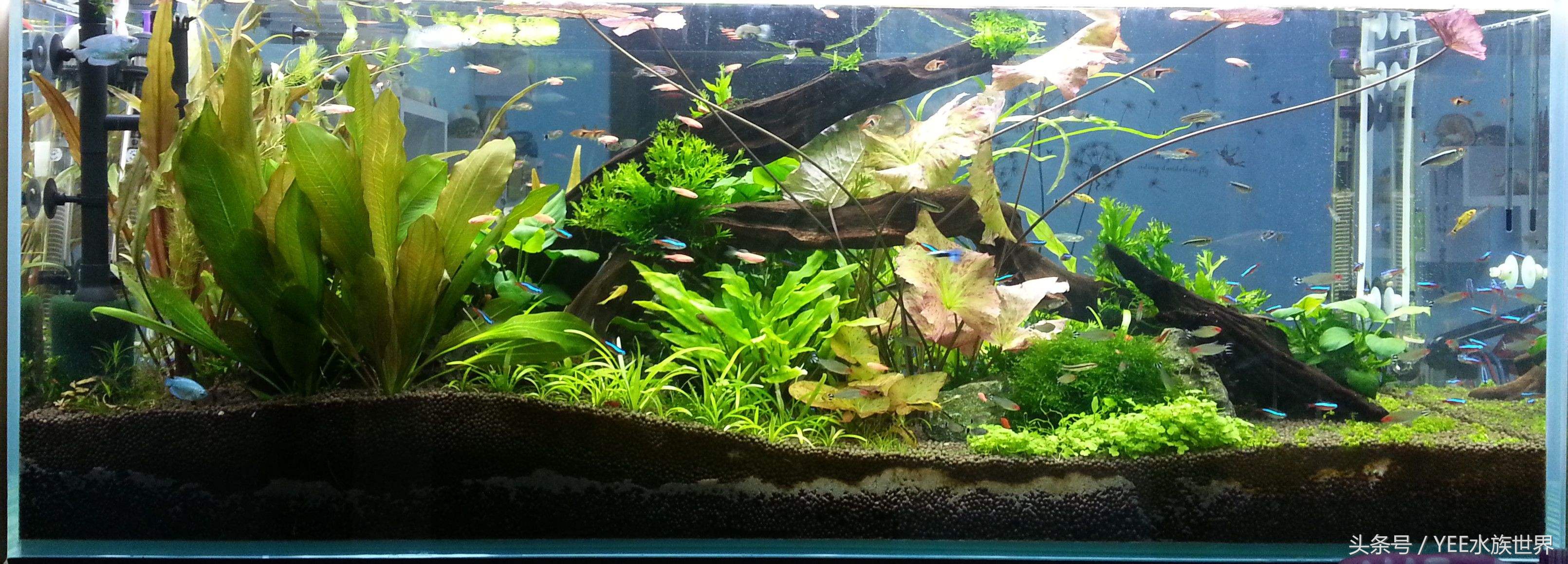 鱼缸有哪些麻烦事,鱼缸选对了也很重要