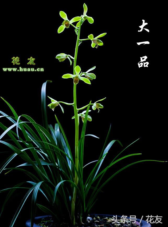 花后的养护方法和注意事项,花卉养护及修枝技巧视频